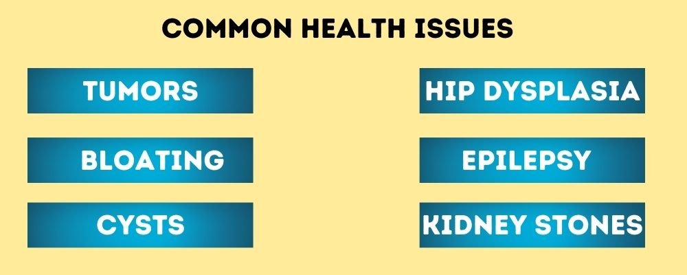 Common Health Issues in Schnauzers