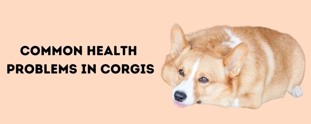 Common Health Problems in corgis 