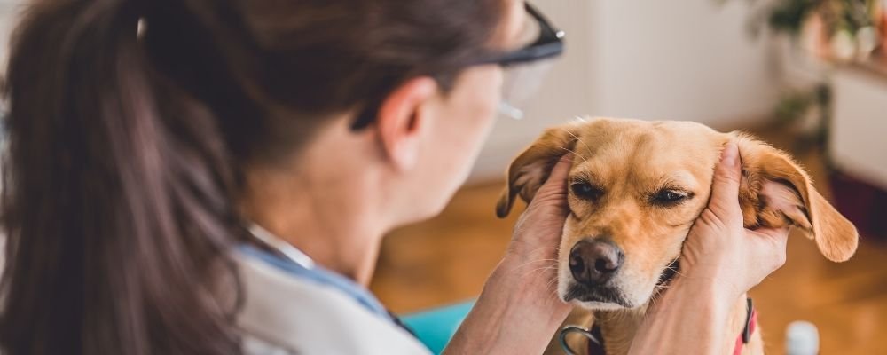 best dog food for Ear Infection