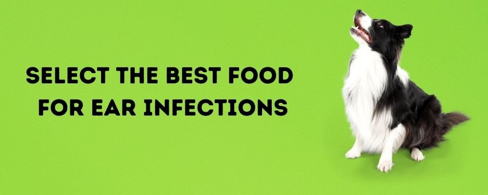 selecting the best dog food for ear infection