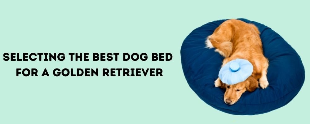 Best dog bed for golden retriever 