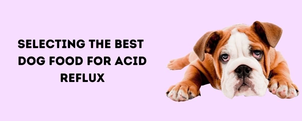 Selecting the Best Dog Food for Acid Reflux