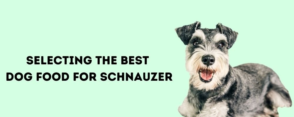 Selecting the Best Dog Food for schnauzer