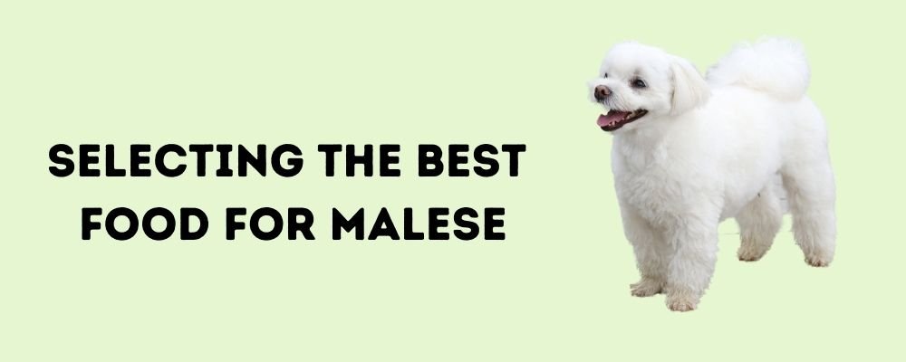 Best Dog Foods for Maltese