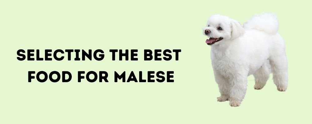 Best Dog Food For Maltese - Reviews and Buying Guide