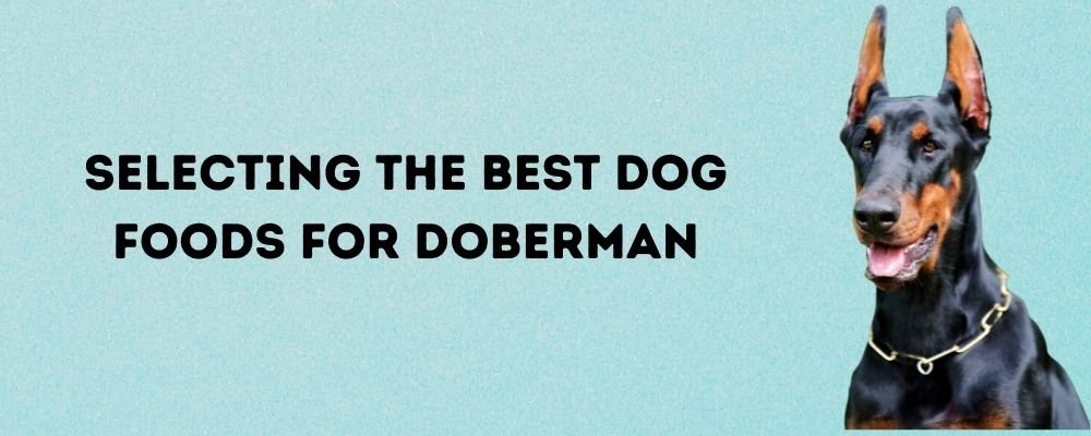 selecting the best dog food for doberman