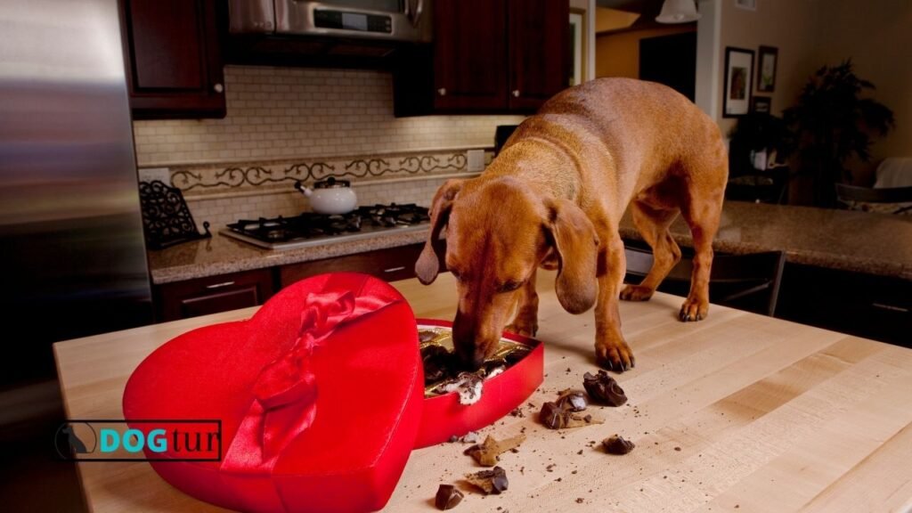 How Much Chocolate Can a Dog Eat