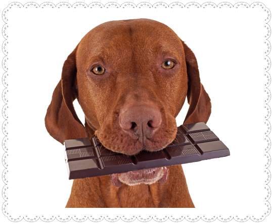 How much chocolate can a dog eat?