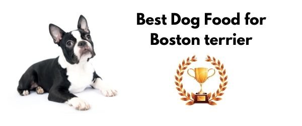 Best Dog Food for Boston terrier