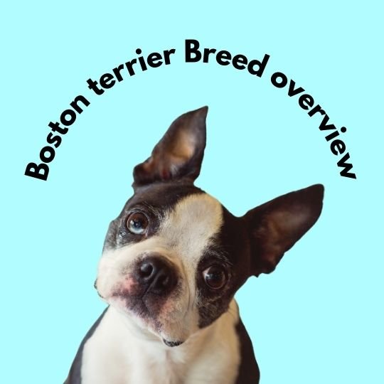 Boston terrier breed overview