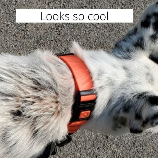 CollarDirect Dog Collar review
