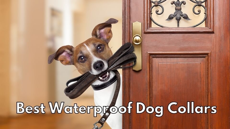 Best Waterproof Dog Collars