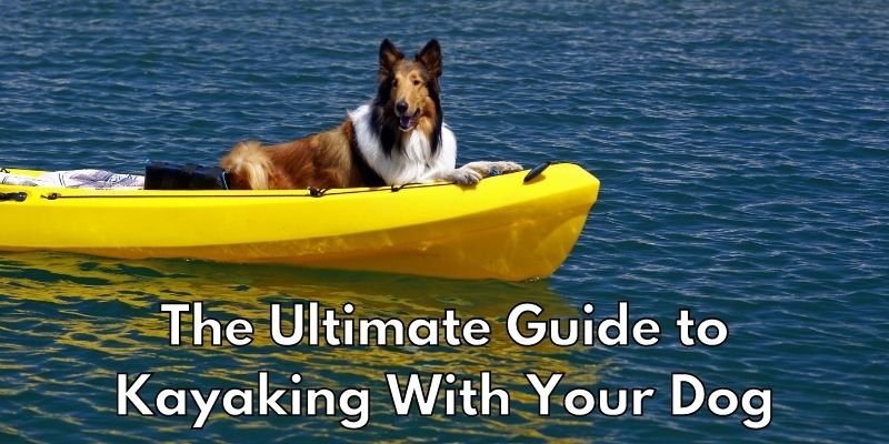 Best Kayak for Dogs