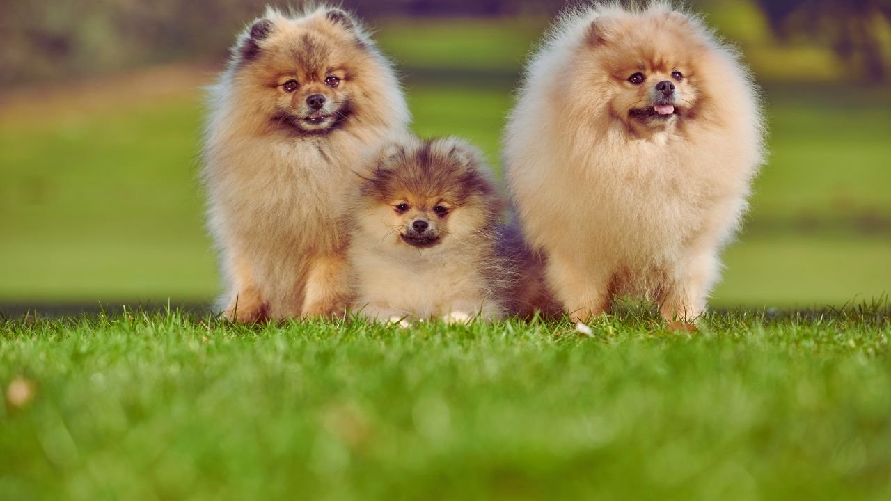 Do Pomeranians Shed