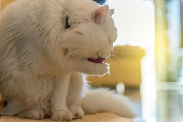 White cat grooming