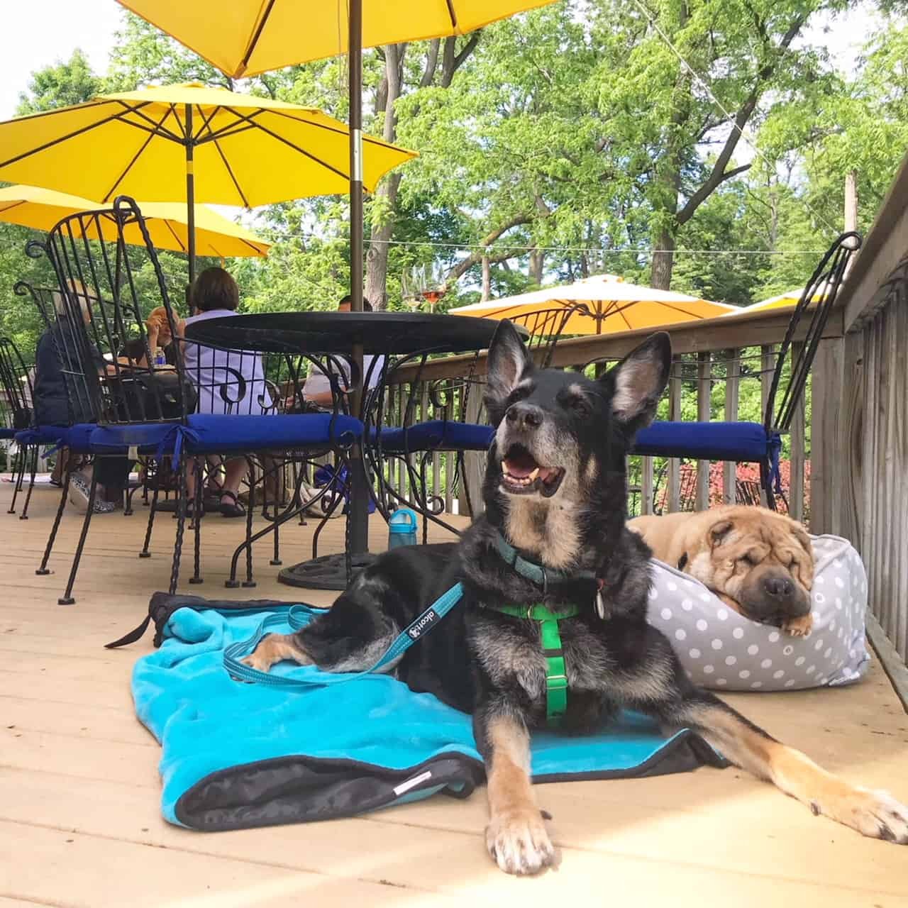German Shepherd dog and Shar-pei on the patio of a pet-friendly winery in the Finger Lakes, NY