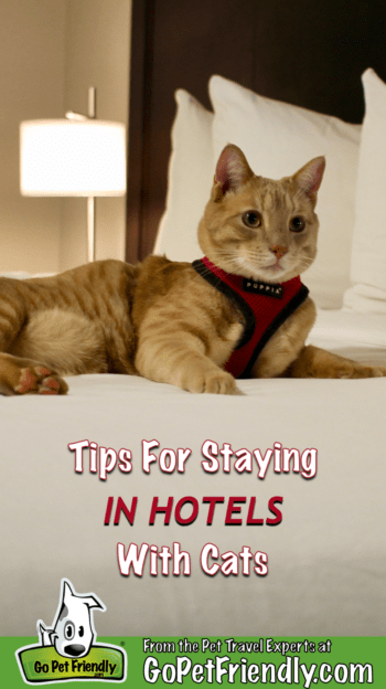 Peach orange cat in a harness lies on a bed in a hotel room
