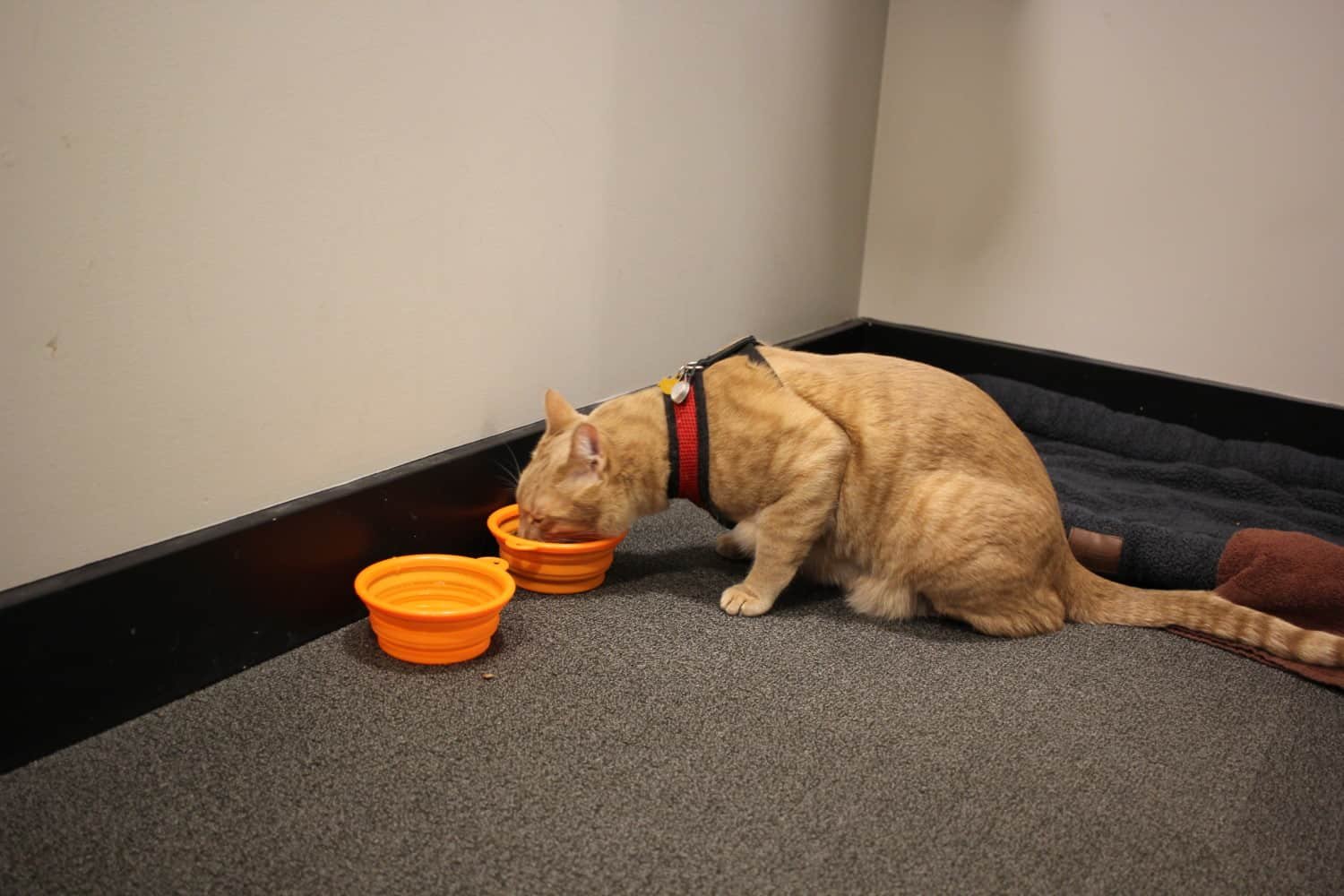 Fish cat drinking from collapsible bowl in hotel room
