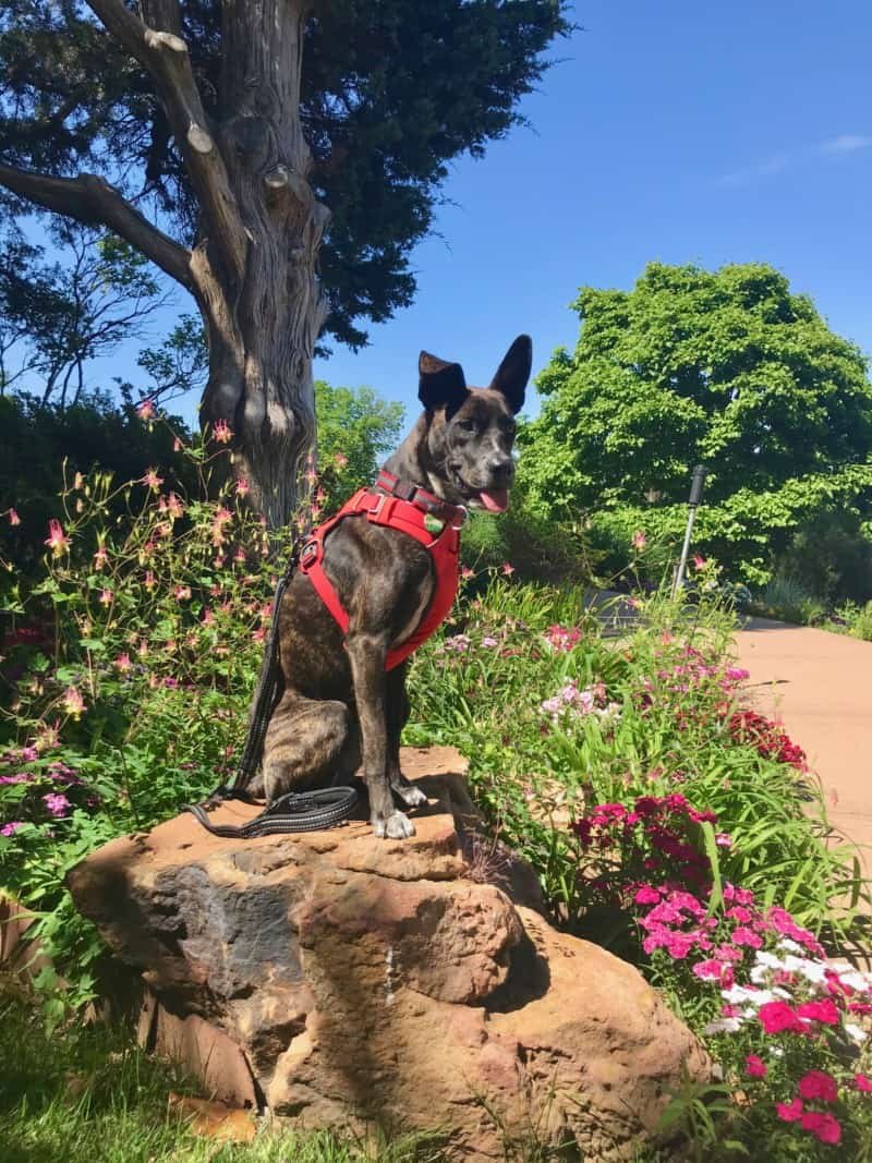 Dog sitting on a rock in the grounds of the pet-friendly Gilcrease Museum in Tulsa, OK