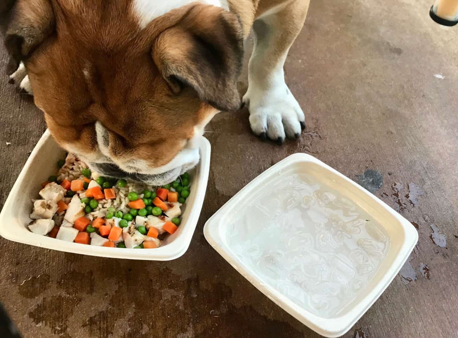 Toby the Bulldog enjoys dishes from the dog-centric menu at Lazy Dog Restaurant