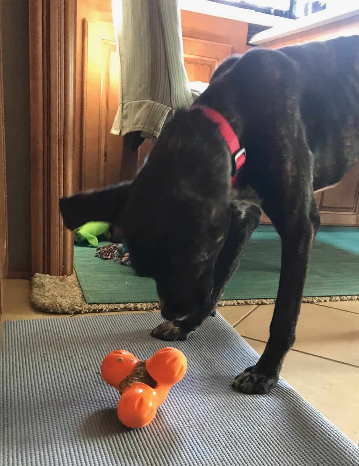 Puppy eating food from a toy indoors
