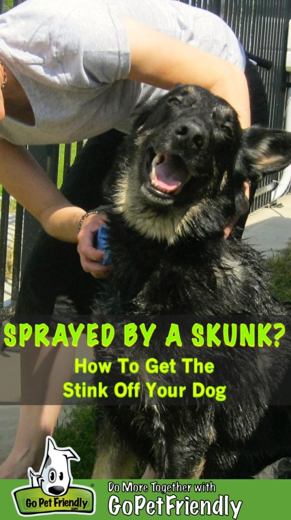 Black German Shepherd dog taking a bath after being sprayed by a skunk