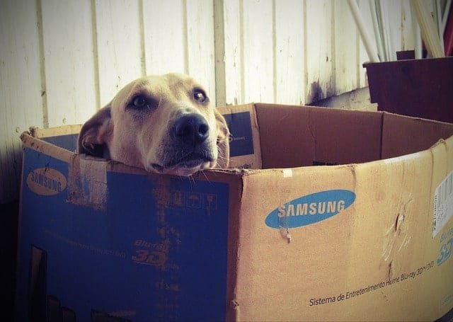 Dog inside a moving box