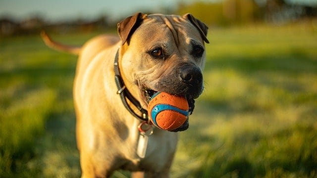 Dog with ball in mouth playing fetch game