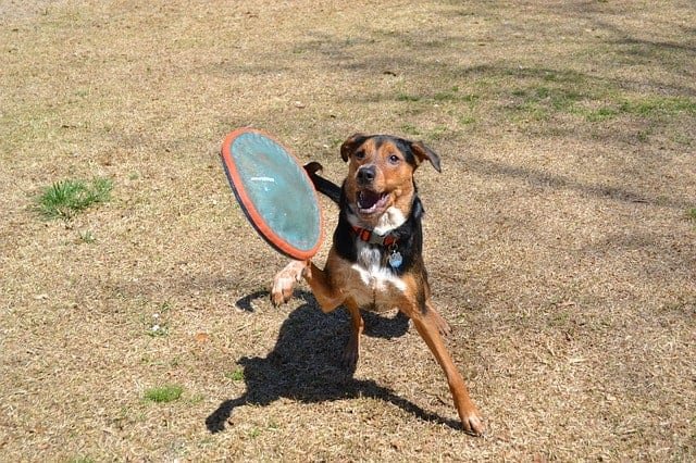Dog playing fetch in the park with a dog-safe frisbee