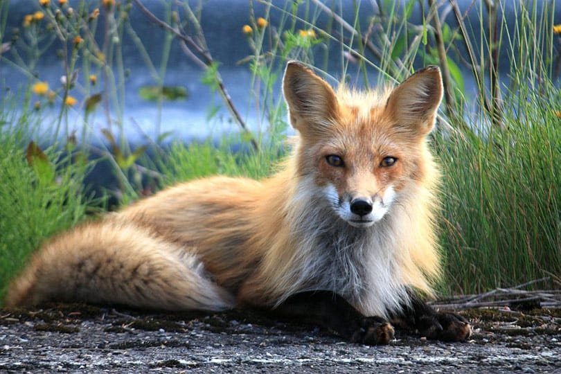 a fox lying on the ground