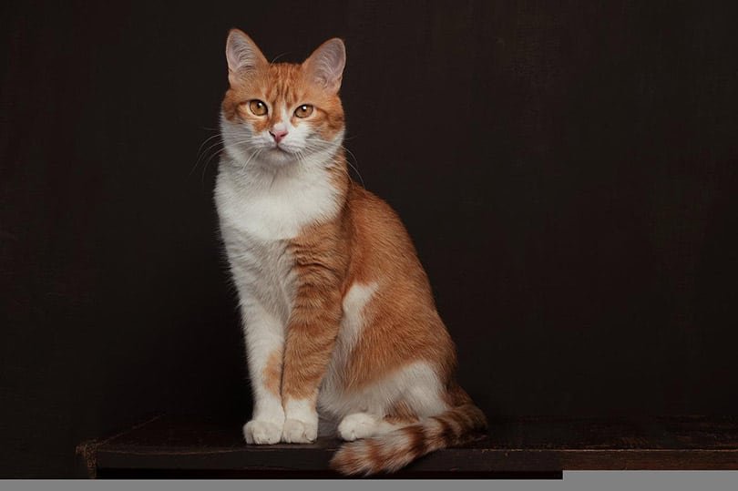 red and white tabby cat sitting in a dark background