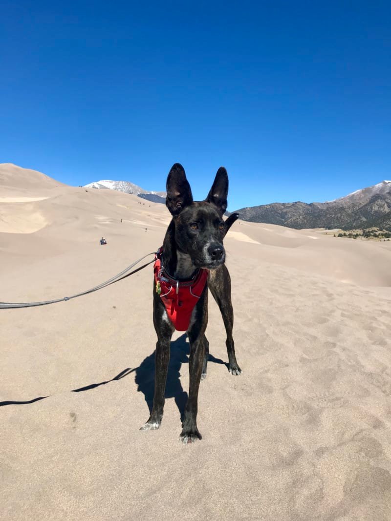 Dog in a red harness on the dunes in the Great Sand Dunes State Park in Colorado