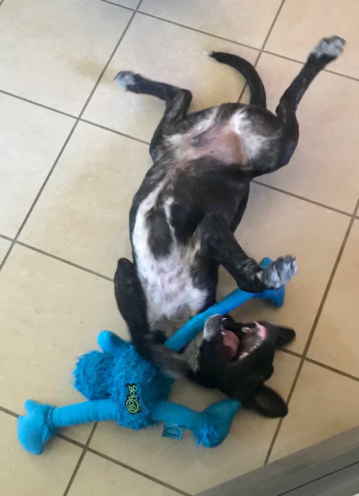 Puppy paying with blue sasquatch toy