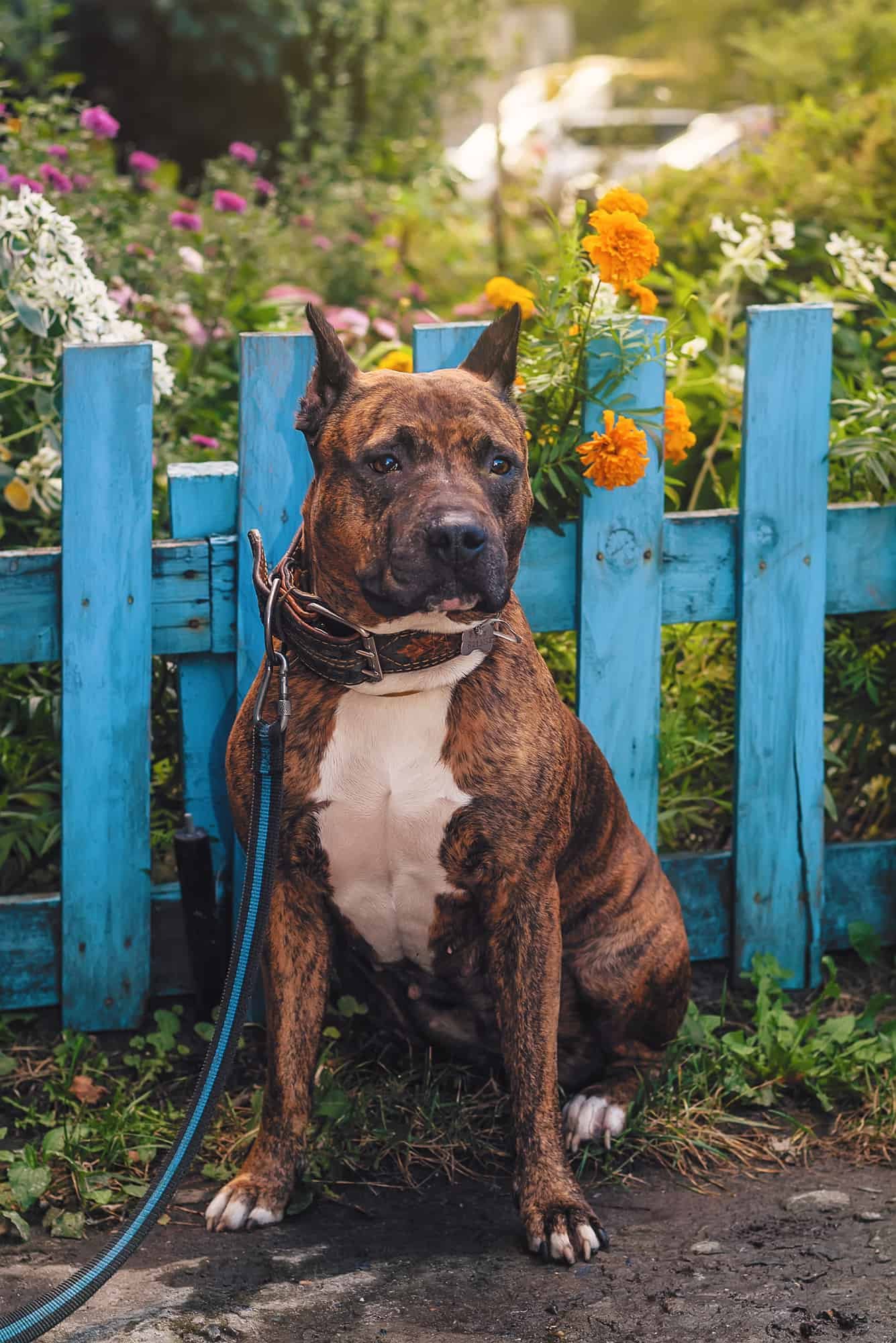 Pit bull sitting in front of a blue wooden fence in front of the garden with flowers
