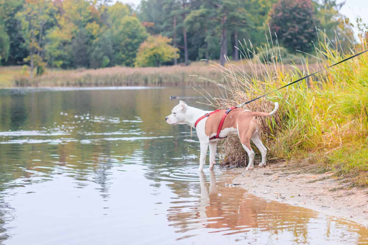 Dog in a red harness on a walk by the lake 