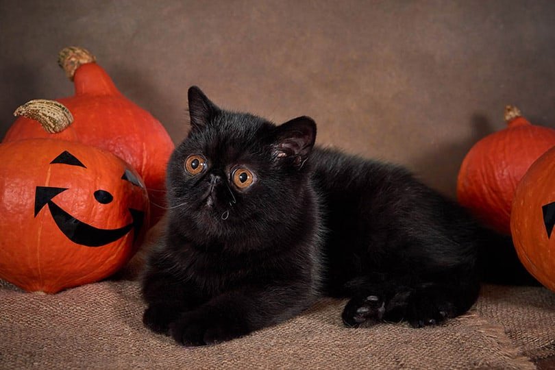 exotic black short-haired cat lying on carpet