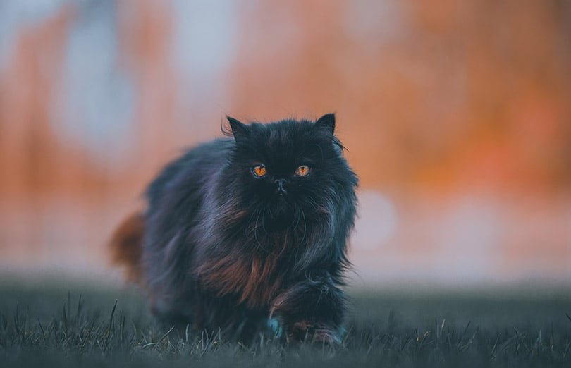 black persian cat walking on the grass