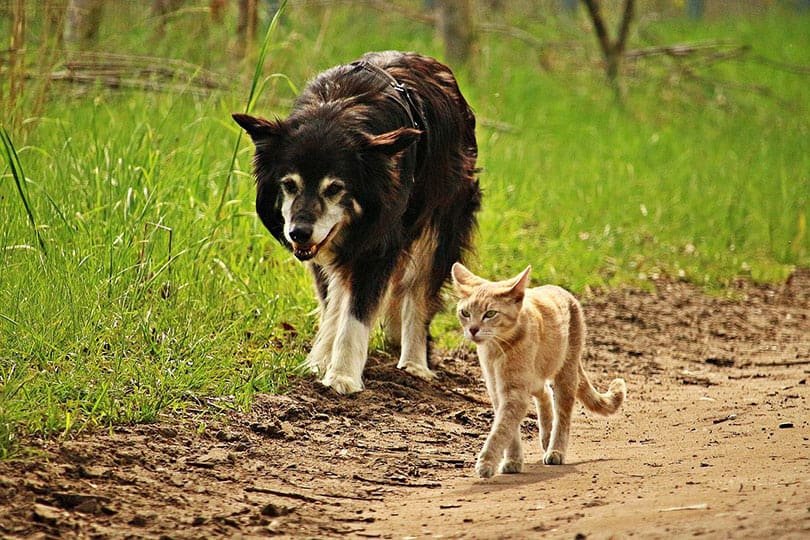 border collie dog and tabby cat walking on a path