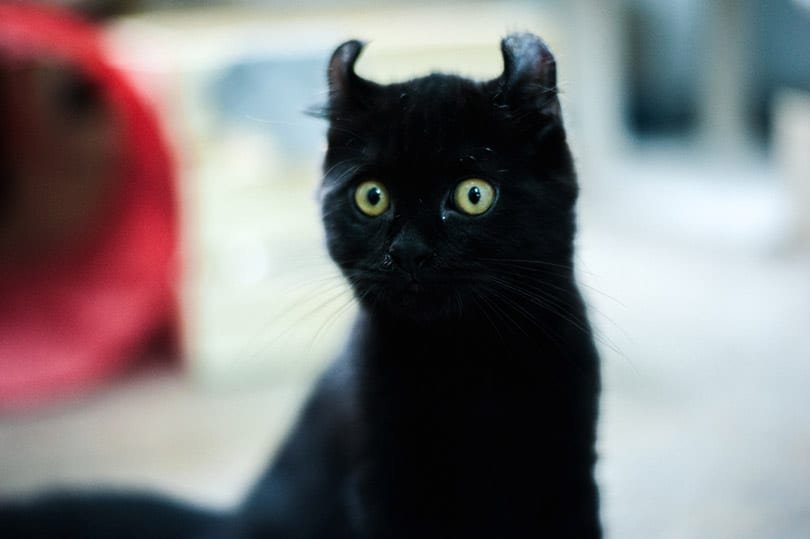 close up of black american curl cat