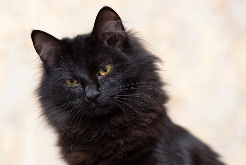 black siberian cat close-up