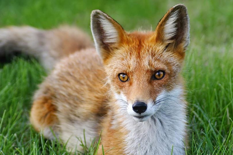 fox lying on the grass