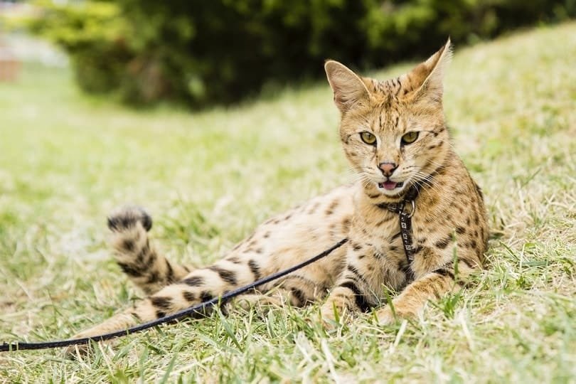 Savannah cat on a leash lying on the green grass