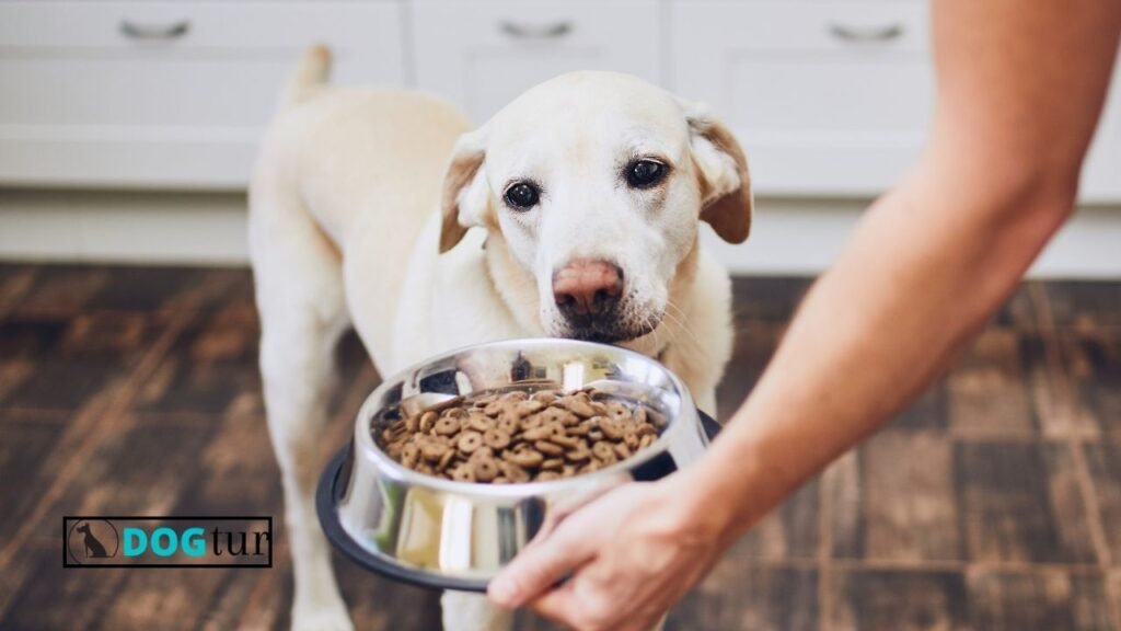 Best Dog Foods for Acid Reflux