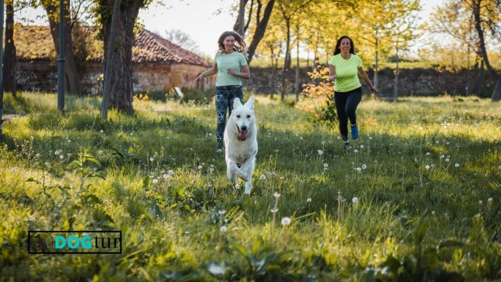 How Fast Can a Dog Run?