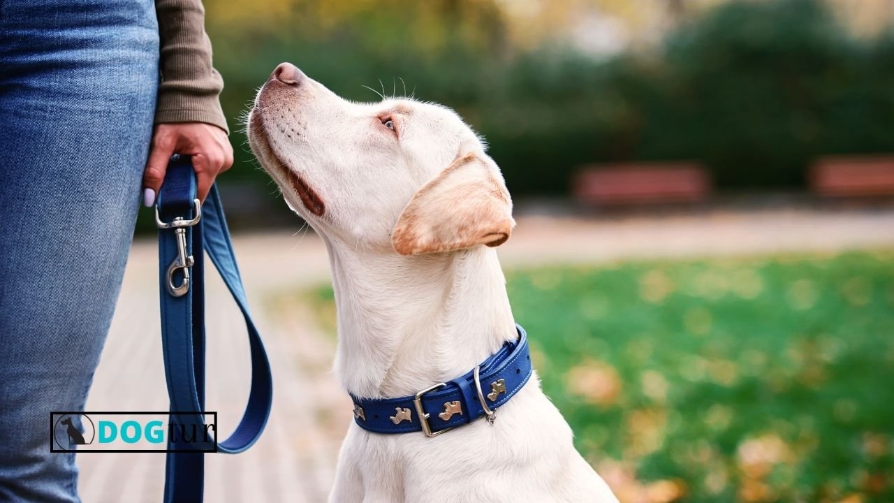 How Should You Place a Prong Collar on a Dog?